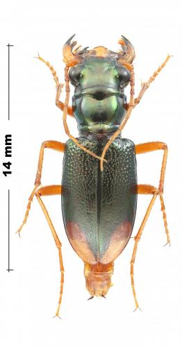 Tetracha distinguenda